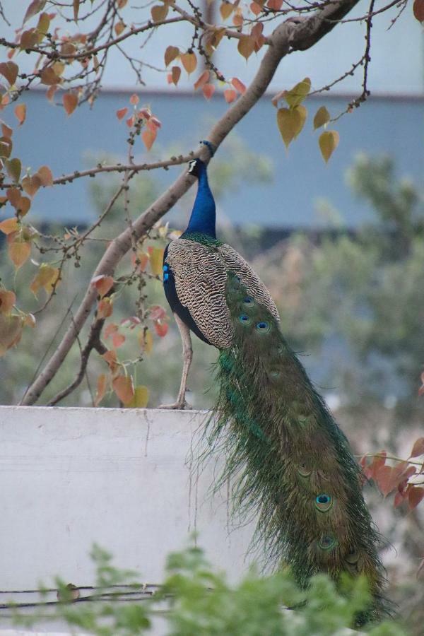 Shahar Palace Bed and Breakfast Jaipur Buitenkant foto