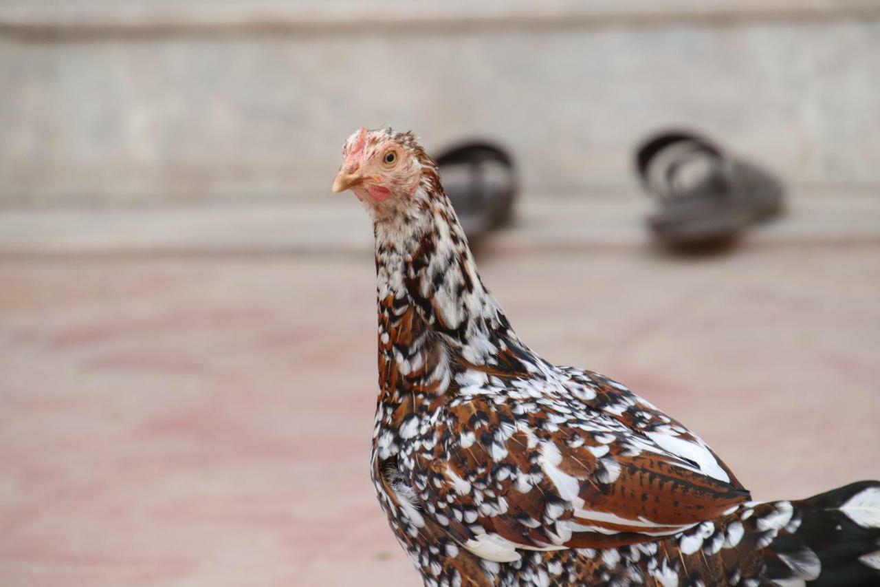 Shahar Palace Bed and Breakfast Jaipur Buitenkant foto